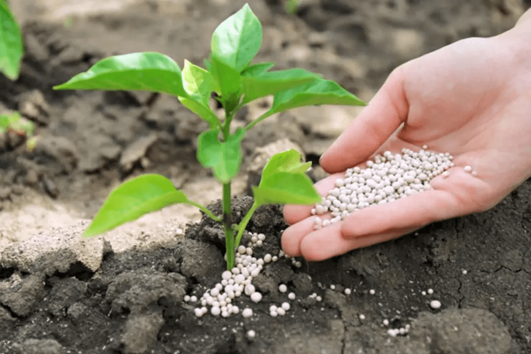 Turkmenistan’s agriculture fully supplied with mineral fertilizers