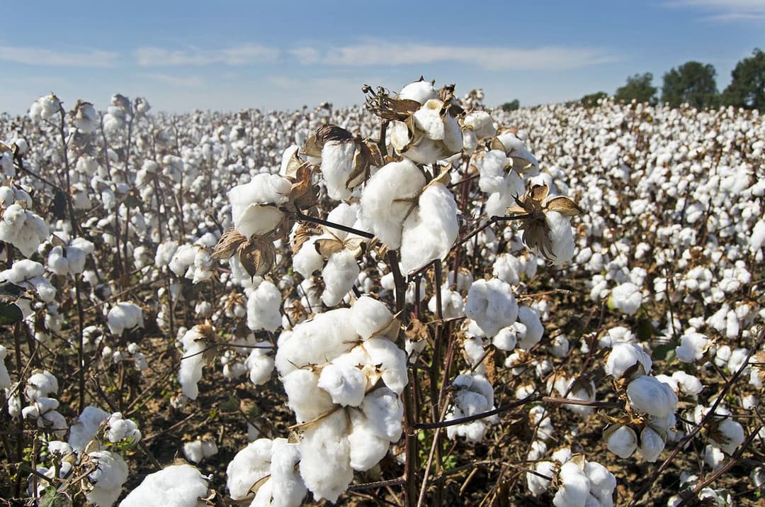 New capacity for processing technical cottonseed to be created in Dashoguz velayat of Turkmenistan