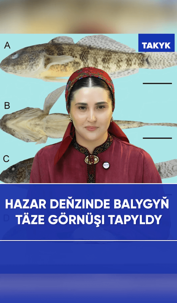 Hazar deňzinde balygyň täze görnüşi tapyldy